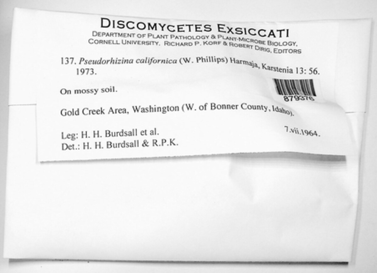Discinaceae image
